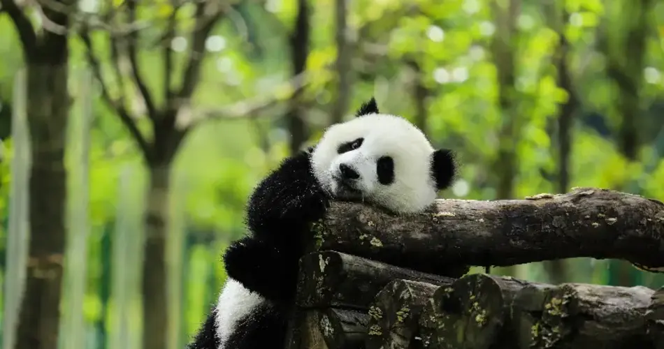 Chengdu's giant pandas