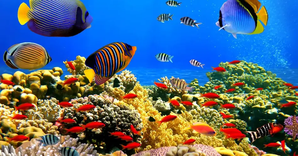 Red Sea Barrier Reef